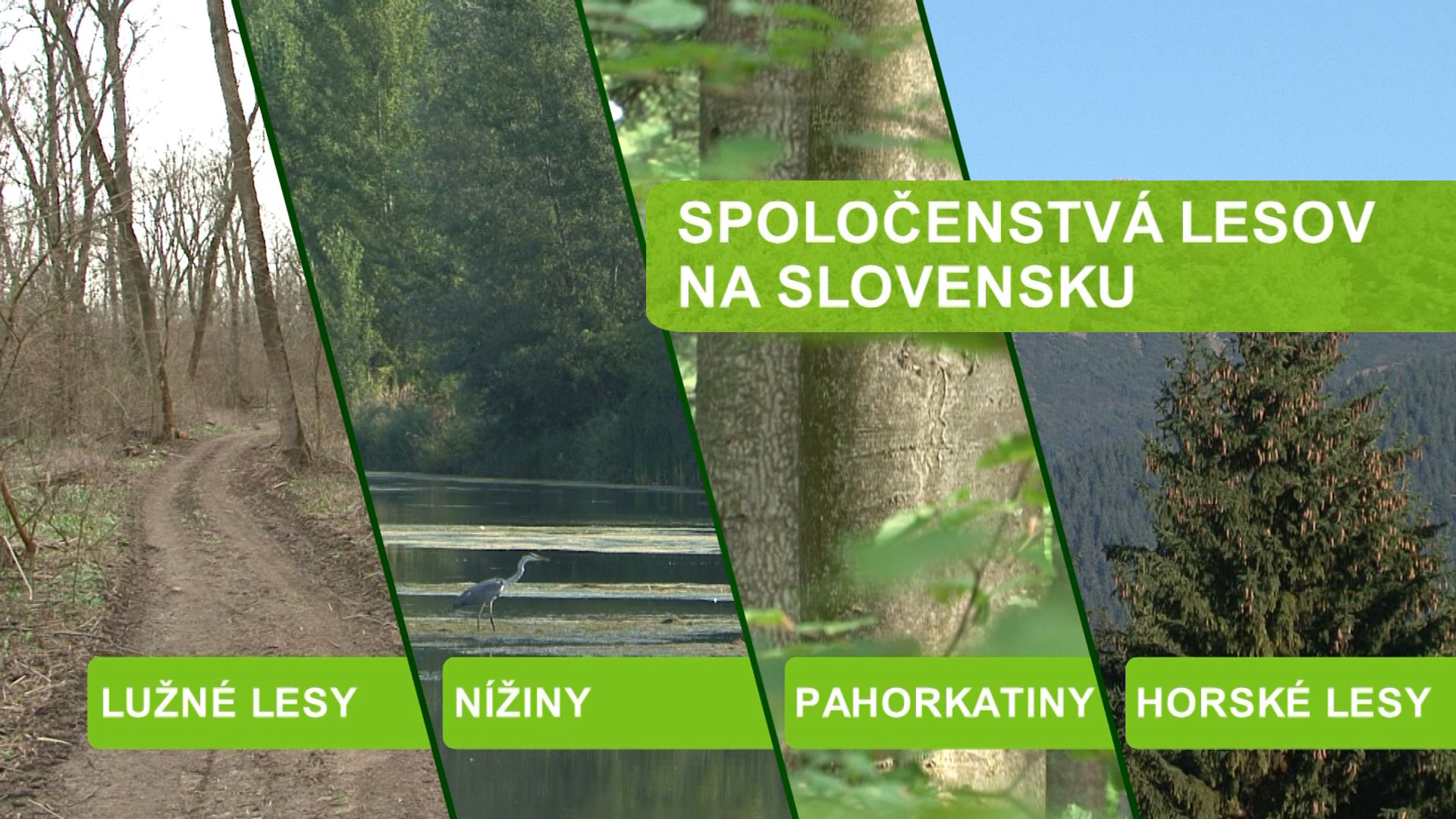 Spoločenstvá lesov na Slovensku